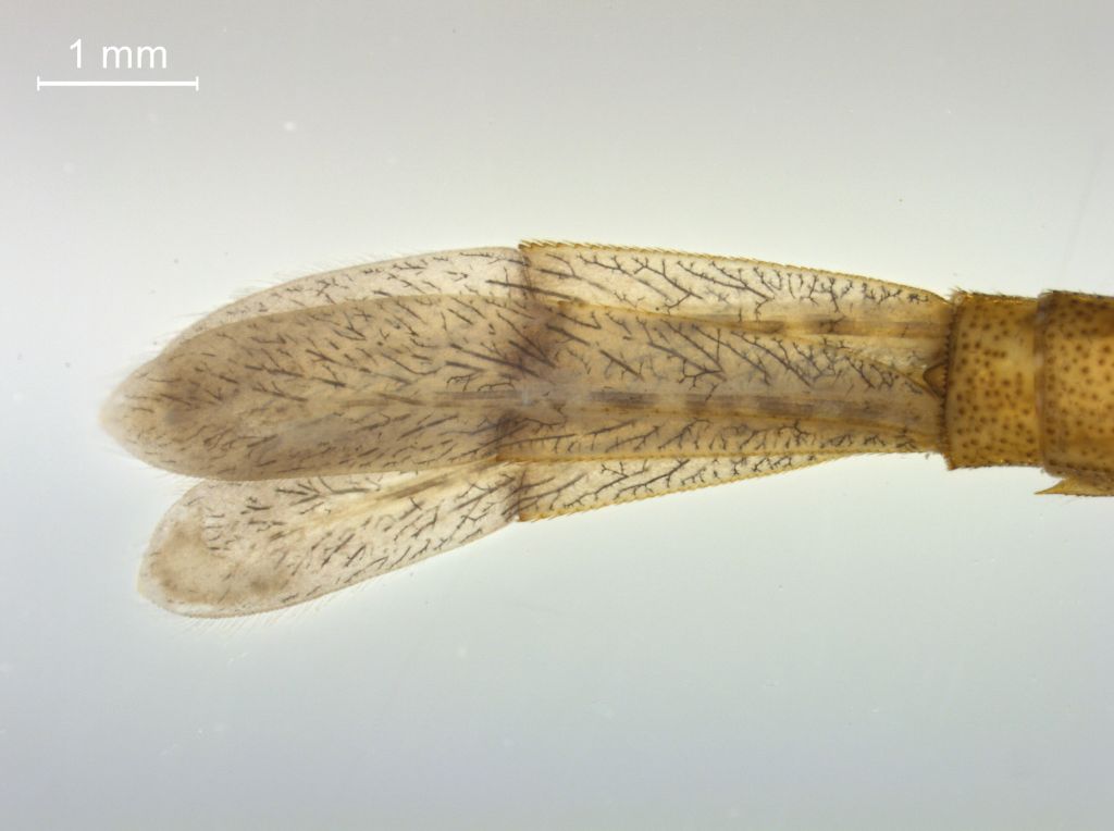 Coenagrion hastulatum